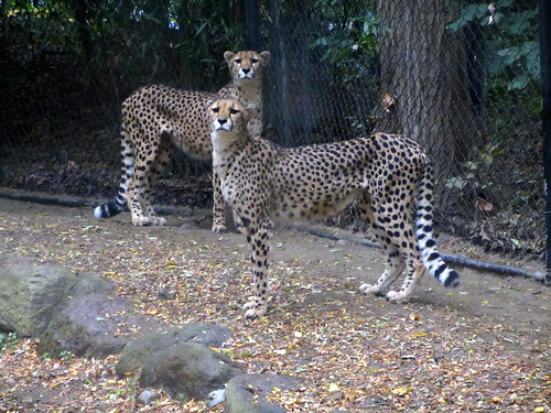 Wordless Wednesday: Spooky Zoo