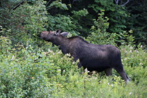 Moose eating some leaves